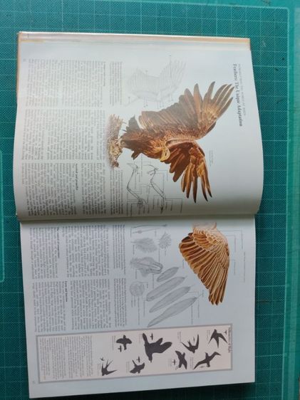 หนังสือรูปนกทั่วโลก ไม่มีขายแล้วสะสมไว้ปี 2521ต้องการขาย ผู้ที่ต้องการสะสมไว้ศึกษาฯหรือสนใจนำรูปเพื่อ มาเขียนรูปเหมือนฯขาย ถ่ายไว้บางรูปนำมาให้ดู ภาพนกมีมาก รวมๆเเล้วความหนาของเล่มหนังสือ หนา ประมาณ 1 นิ้ว.(ไม่เคยถ่ายมาให้ผู้สนใจดูก่อน...) รูปที่ 8