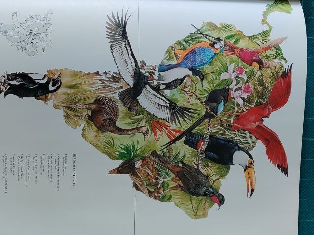 หนังสือรูปนกทั่วโลก ไม่มีขายแล้วสะสมไว้ปี 2521ต้องการขาย ผู้ที่ต้องการสะสมไว้ศึกษาฯหรือสนใจนำรูปเพื่อ มาเขียนรูปเหมือนฯขาย ถ่ายไว้บางรูปนำมาให้ดู ภาพนกมีมาก รวมๆเเล้วความหนาของเล่มหนังสือ หนา ประมาณ 1 นิ้ว.(ไม่เคยถ่ายมาให้ผู้สนใจดูก่อน...) รูปที่ 14