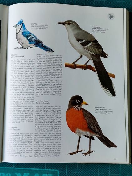 หนังสือรูปนกทั่วโลก ไม่มีขายแล้วสะสมไว้ปี 2521ต้องการขาย ผู้ที่ต้องการสะสมไว้ศึกษาฯหรือสนใจนำรูปเพื่อ มาเขียนรูปเหมือนฯขาย ถ่ายไว้บางรูปนำมาให้ดู ภาพนกมีมาก รวมๆเเล้วความหนาของเล่มหนังสือ หนา ประมาณ 1 นิ้ว.(ไม่เคยถ่ายมาให้ผู้สนใจดูก่อน...) รูปที่ 15