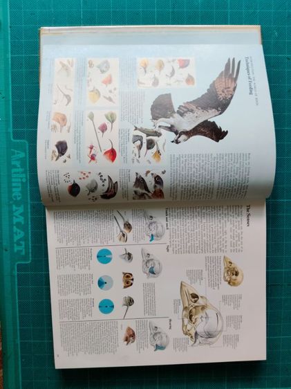 หนังสือรูปนกทั่วโลก ไม่มีขายแล้วสะสมไว้ปี 2521ต้องการขาย ผู้ที่ต้องการสะสมไว้ศึกษาฯหรือสนใจนำรูปเพื่อ มาเขียนรูปเหมือนฯขาย ถ่ายไว้บางรูปนำมาให้ดู ภาพนกมีมาก รวมๆเเล้วความหนาของเล่มหนังสือ หนา ประมาณ 1 นิ้ว.(ไม่เคยถ่ายมาให้ผู้สนใจดูก่อน...) รูปที่ 10