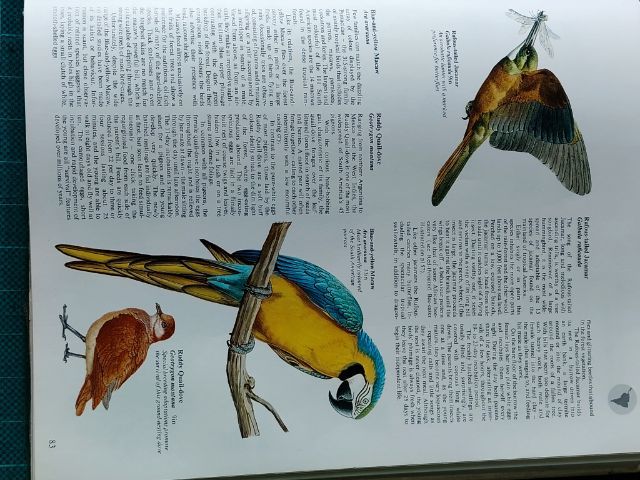 หนังสือรูปนกทั่วโลก ไม่มีขายแล้วสะสมไว้ปี 2521ต้องการขาย ผู้ที่ต้องการสะสมไว้ศึกษาฯหรือสนใจนำรูปเพื่อ มาเขียนรูปเหมือนฯขาย ถ่ายไว้บางรูปนำมาให้ดู ภาพนกมีมาก รวมๆเเล้วความหนาของเล่มหนังสือ หนา ประมาณ 1 นิ้ว.(ไม่เคยถ่ายมาให้ผู้สนใจดูก่อน...) รูปที่ 16