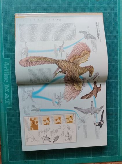 หนังสือรูปนกทั่วโลก ไม่มีขายแล้วสะสมไว้ปี 2521ต้องการขาย ผู้ที่ต้องการสะสมไว้ศึกษาฯหรือสนใจนำรูปเพื่อ มาเขียนรูปเหมือนฯขาย ถ่ายไว้บางรูปนำมาให้ดู ภาพนกมีมาก รวมๆเเล้วความหนาของเล่มหนังสือ หนา ประมาณ 1 นิ้ว.(ไม่เคยถ่ายมาให้ผู้สนใจดูก่อน...) รูปที่ 7