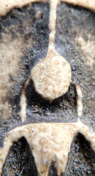 พระสมเด็จ วัดระฆัง บางขุนพรหม วัดเกศไชโย หลวงปู่ภู หลวงปู่นาค