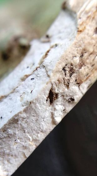 พระสมเด็จ วัดระฆัง บางขุนพรหม วัดเกศไชโย หลวงปู่ภู หลวงปู่นาค รูปที่ 10