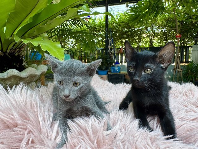 โคราช (Korat) โคราช​โกนจา