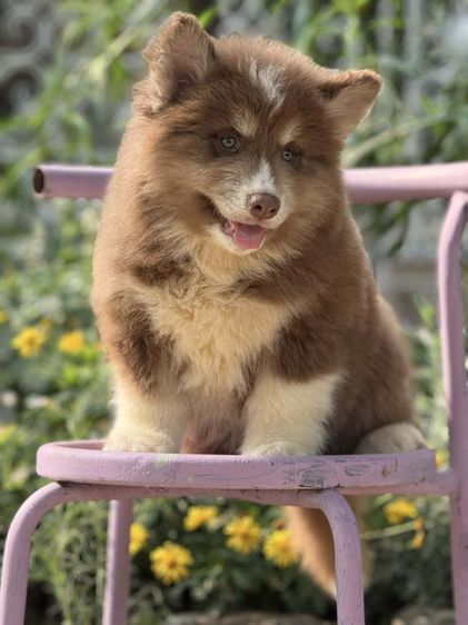 ไซบีเรียนเชียงใหม่