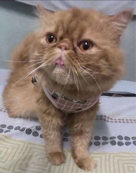 เปิดจองเอ็กโซติกLh รูปที่ 7