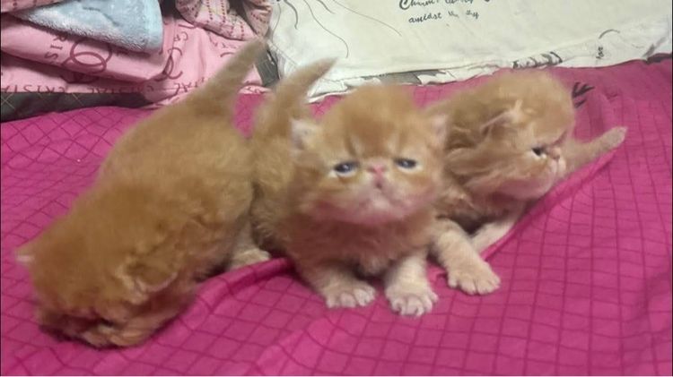 เปิดจองเอ็กโซติกLh รูปที่ 3