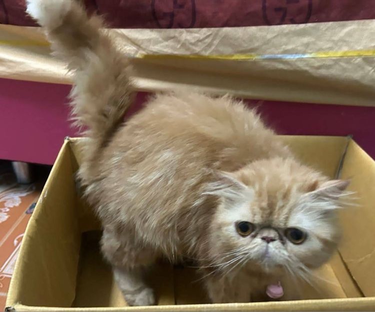 เปิดจองเอ็กโซติกLh รูปที่ 6