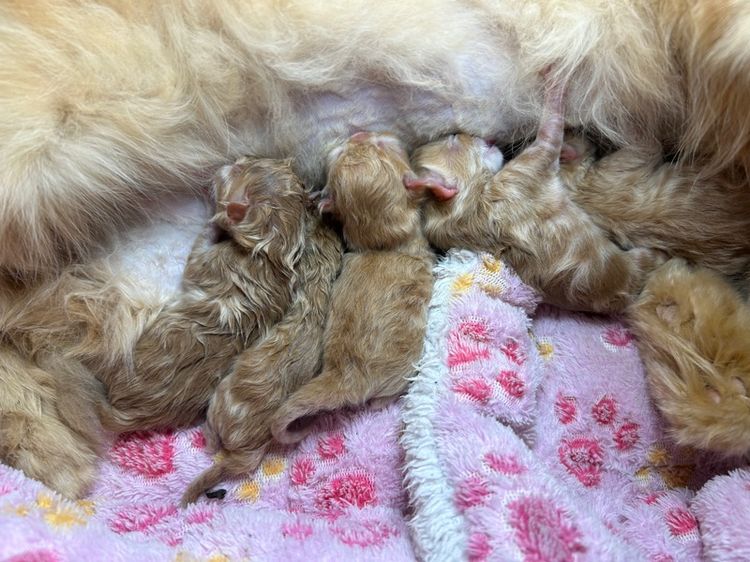 เปิดจองเอ็กโซติกLh รูปที่ 2