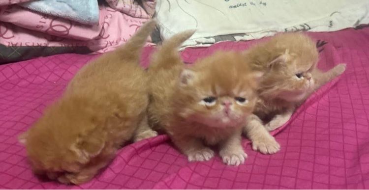 เปิดจองเอ็กโซติกLh รูปที่ 5