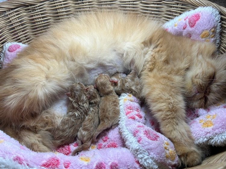 เอ็กโซติก ชอร์ตแฮร์ (Exotic Shorthair) เปิดจองเอ็กโซติกLh