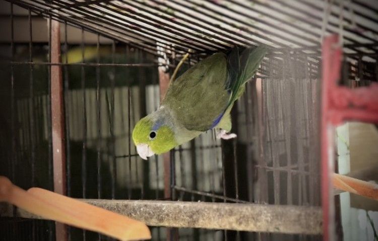 ฟอพัส ดาร์กกรีนไฮบริดเลือด25
ผู้พร้อมทำ