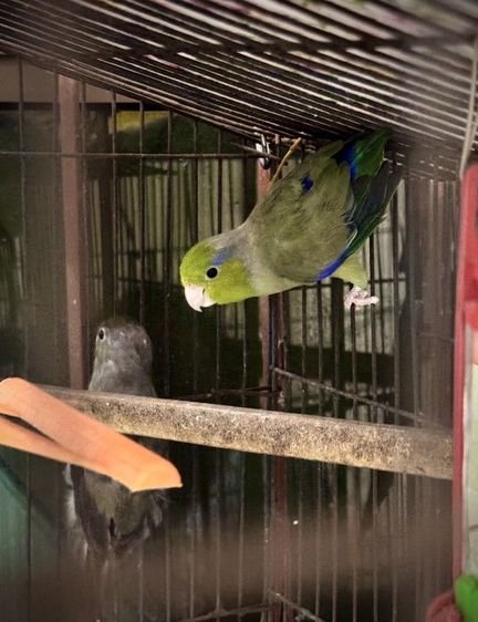 ดาร์กกรีนไฮบริดเลือด25
ผู้พร้อมทำ รูปที่ 2