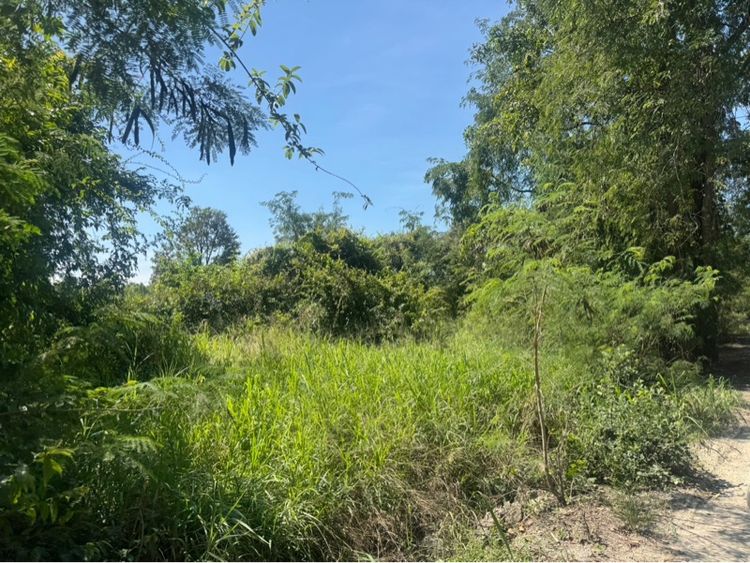 ขายที่ดินบ้านบึง รางวัดแล้ว 