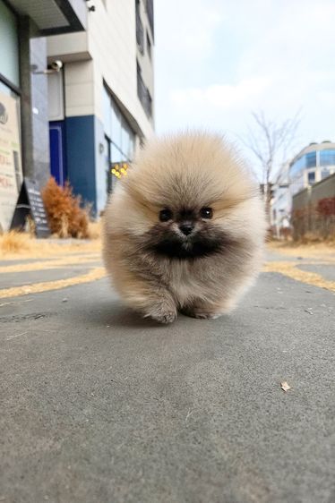 ขายลูกสุนัข Pomeranian หน้าหมี น่ารักมาก เกรดพรีเมียม นำเข้าจากเกาหลี รูปที่ 5