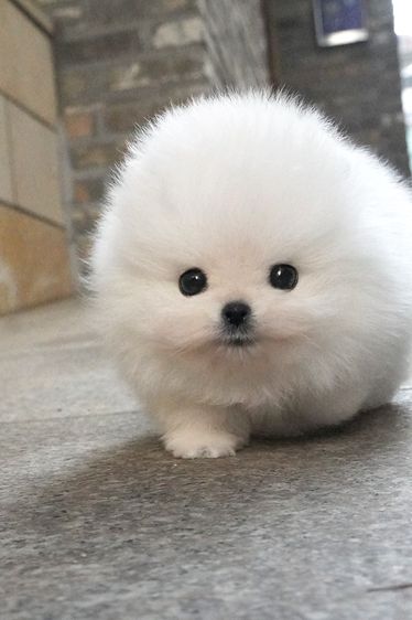 ขายลูกสุนัข Pomeranian หน้าหมี น่ารักมาก เกรดพรีเมียม นำเข้าจากเกาหลี รูปที่ 8