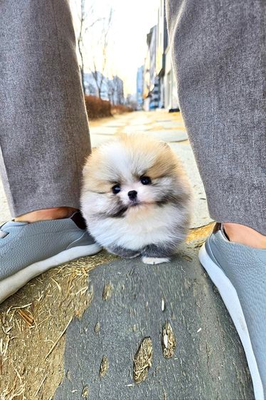 ขายลูกสุนัข Pomeranian หน้าหมี น่ารักมาก เกรดพรีเมียม นำเข้าจากเกาหลี