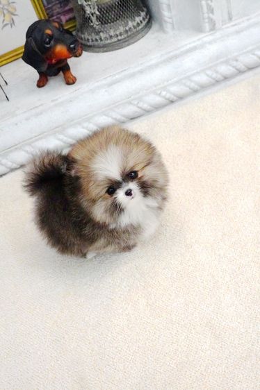 ขายลูกสุนัข Pomeranian หน้าหมี น่ารักมาก เกรดพรีเมียม นำเข้าจากเกาหลี รูปที่ 7