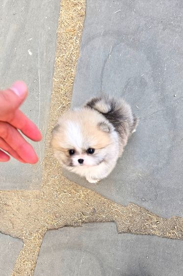 ขายลูกสุนัข Pomeranian หน้าหมี น่ารักมาก เกรดพรีเมียม นำเข้าจากเกาหลี รูปที่ 2