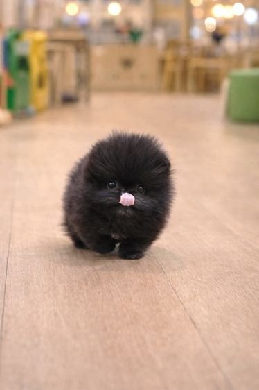 ขายลูกสุนัข Pomeranian หน้าหมี น่ารักมาก เกรดพรีเมียม นำเข้าจากเกาหลี รูปที่ 3