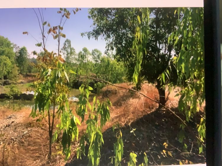 ขายที่ดินเปล่า โฉนดครุฑแดง 82 ไร่ ติดถนนเลียบวัดดอนเปา ไฟ 3 เฟส น้ำประปาถึง