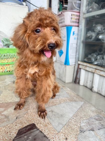 หนุ่มหล่อ พุดเดิ้ลแท้ เพศผู้ รูปที่ 4