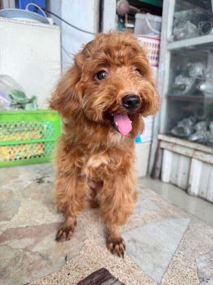 หนุ่มหล่อ พุดเดิ้ลแท้ เพศผู้ รูปที่ 2