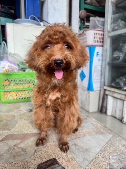 หนุ่มหล่อ พุดเดิ้ลแท้ เพศผู้