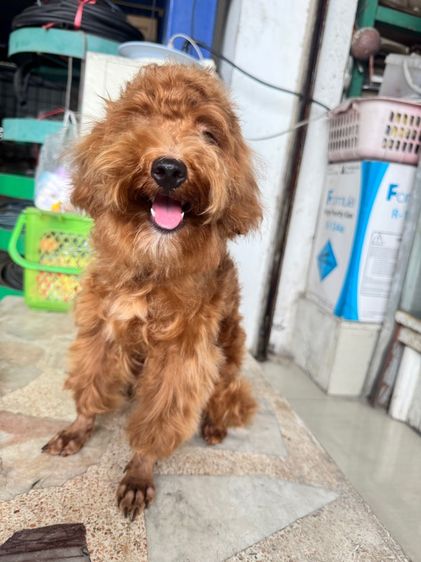 หนุ่มหล่อ พุดเดิ้ลแท้ เพศผู้ รูปที่ 3