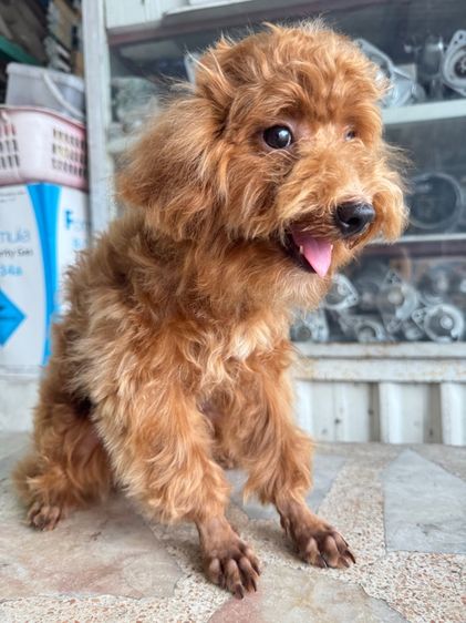 หนุ่มหล่อ พุดเดิ้ลแท้ เพศผู้ รูปที่ 10