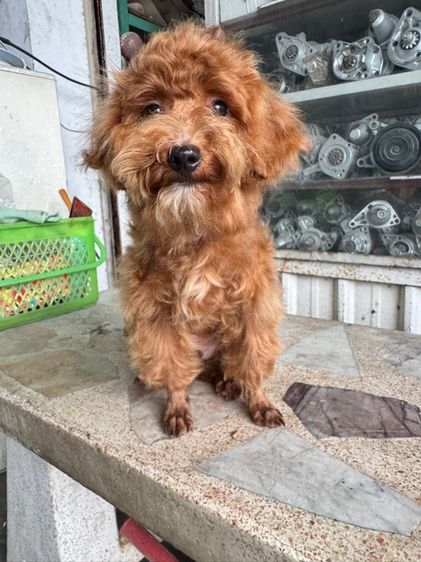 หนุ่มหล่อ พุดเดิ้ลแท้ เพศผู้ รูปที่ 6