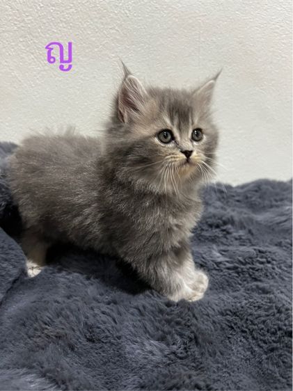 น้องแมวหุ่นหมี สุดน่ารัก รูปที่ 2