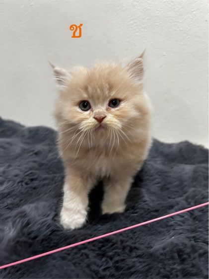 น้องแมวหุ่นหมี สุดน่ารัก รูปที่ 3