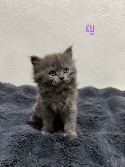 น้องแมวหุ่นหมี สุดน่ารัก รูปที่ 5