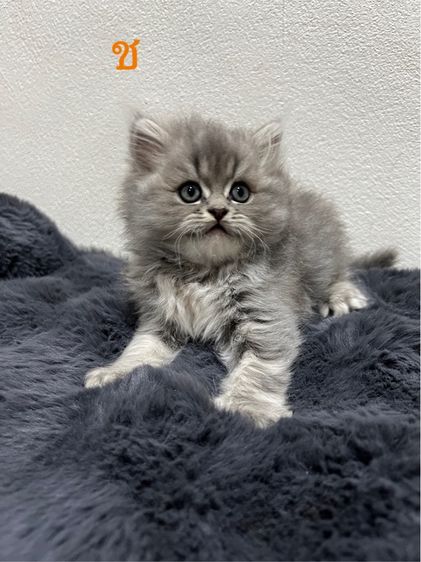 น้องแมวหุ่นหมี สุดน่ารัก รูปที่ 4