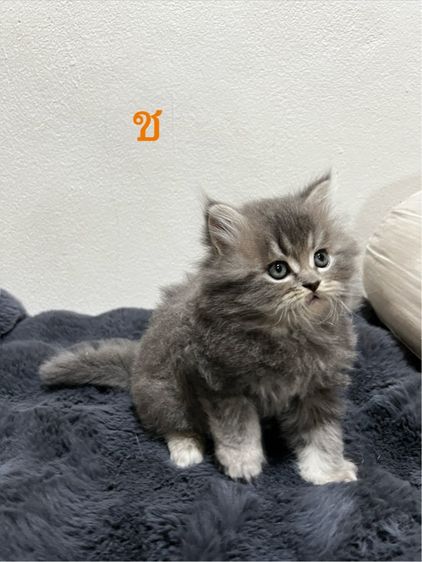 น้องแมวหุ่นหมี สุดน่ารัก