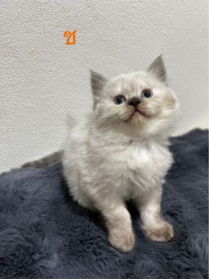 หิมาลายันสุดคิ้วท์ รูปที่ 2