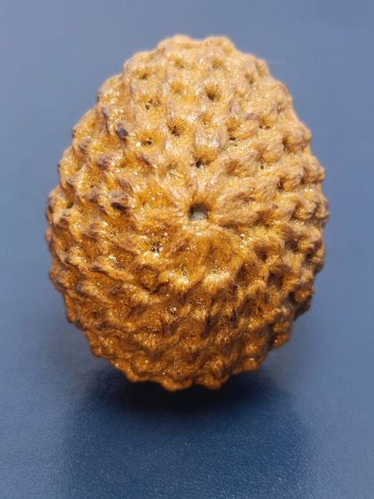 เบี้ยแก้จิ๋ว หลวงปู่เจือ ยุคปลาย วัดกลางบางแก้ว รูปที่ 7