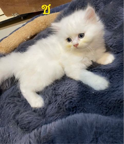 เปอร์เซีย แก๊งกังฟู พร้อมจองคร่าา รูปที่ 3