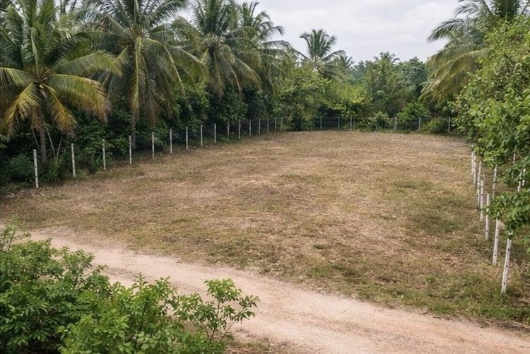 ไม่ใช่ ที่ดินสวย ใกล้เมืองหาดใหญ่ ทำเลดี น้ำไม่ท่วม รูปที่ 3