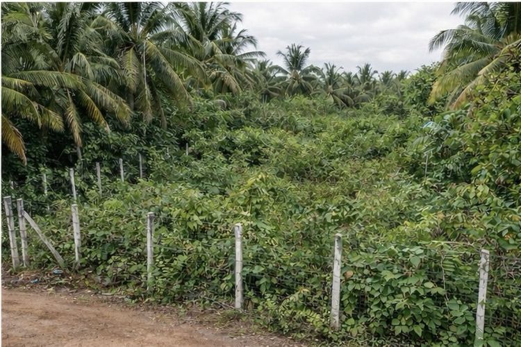 ไม่ใช่ ที่ดินสวย ใกล้เมืองหาดใหญ่ ทำเลดี น้ำไม่ท่วม รูปที่ 2