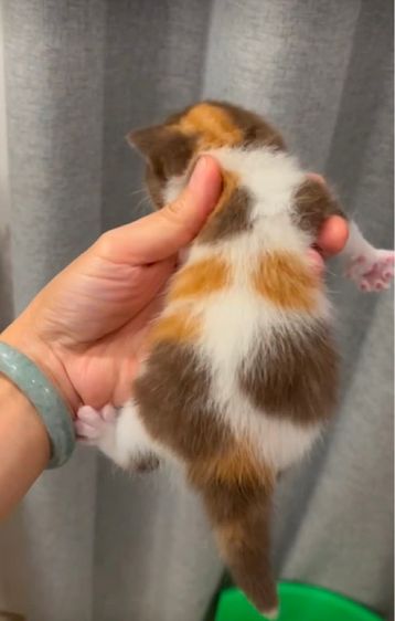 บริติช ชอร์ตแฮร์ (British Shorthair) british shorthair