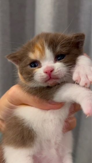 british shorthair รูปที่ 2