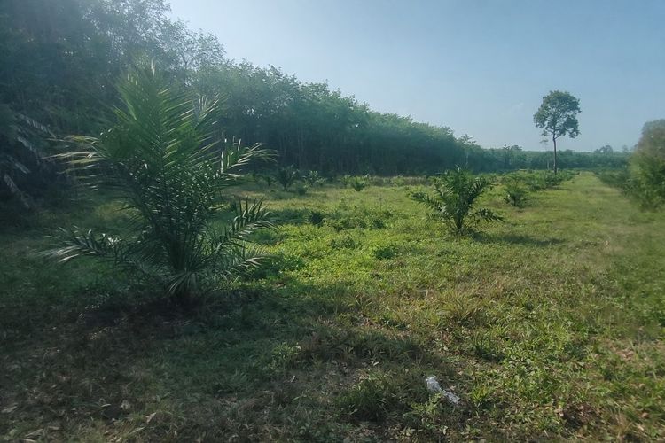 🌴 ขายสวนปาล์ม ติดถนนดำ เอกสารสิทธิ “โฉนด” 🌴  📍 ที่ดินสวนปาล์ม อายุประมาณ 1 ปีครึ่ง รูปที่ 4