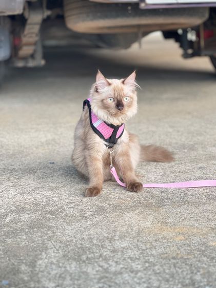 แมวเปอร์เซียหิมาลัย