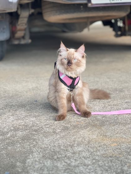 แมวเปอร์เซียหิมาลัย รูปที่ 2