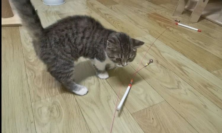 หาบ้านให้น้องหญิง​ขาสั้น รูปที่ 3