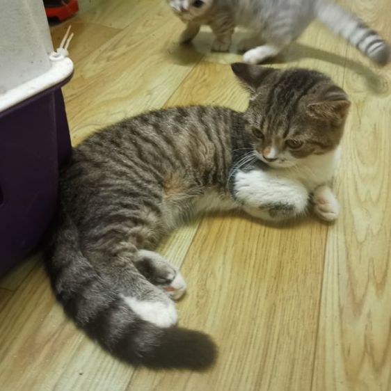 หาบ้านให้น้องหญิง​ขาสั้น รูปที่ 2