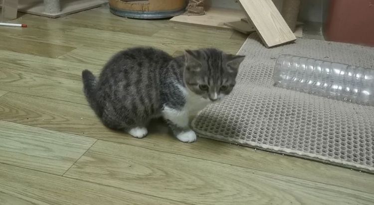 มันช์กิ้น (Munchkin) หาบ้านให้น้องหญิง​ขาสั้น